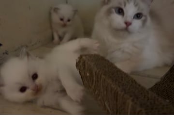 Indigo and two kittens Available Soon Ragdoll kittens