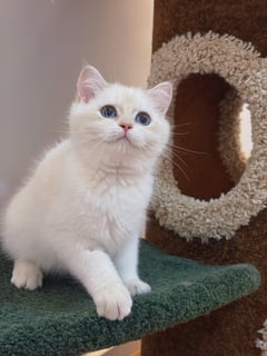 front 1 Available Now British Shorthair GoldenShaded Point Boy