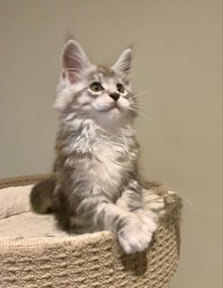 Miss Daisy Available Now Adorable Daisy Doo