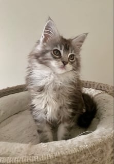 Available Now Madam Dior - Maine Coon Kitten