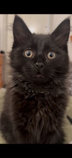 For Adoption Tylenol (aka Ty) - Ty and Flux Besties For Adoption Tylenol (aka Ty) - Ty and Flux Besties