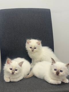 Available Now Registered, Pedigree Birman Kittens Available Now Registered, Pedigree Birman Kittens