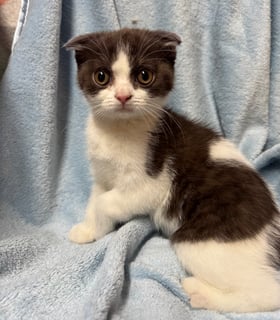 Chocolate Bicolour Fold girl Available Soon Scottish Folds and Shorthairs
