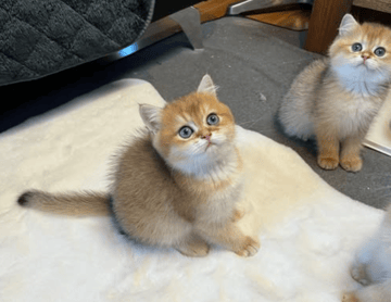 Available Now Golden British Long/shorthair kittens 