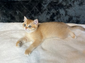 Girl Available Now Golden British Shorthair kittens