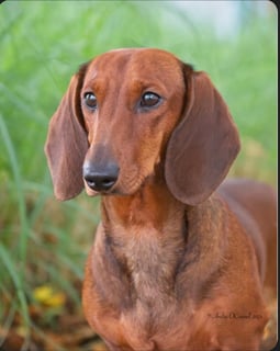 Available Soon Standard Smooth Dachshund Puppies