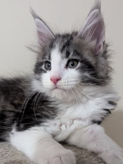 Black silver tabby and white male Available Now Maine Coon Kittens available