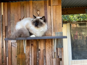 For Adoption Birman seal point female