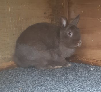 Available Now Netherland Dwarf Doe (Lindt)