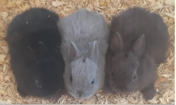 Available Now Netherland Dwarf