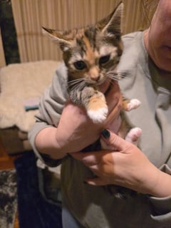 For Adoption Enid Addams - Tortie Sweetness