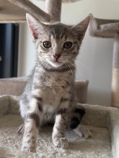 For Adoption Roobert - Sweet Gentle Soul