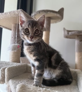 For Adoption Floobert - Roly Poly Chill Buddy