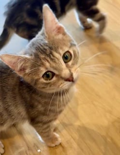 For Adoption Scoobert - Snuggly Scoobie