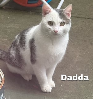 For Adoption Dadda Scott - Soft Friendly Boy