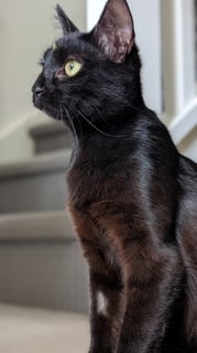 For Adoption Luna Noirette - Doggo Lover