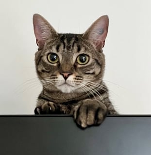 For Adoption Alfie - Bestie Buddies 