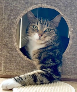 For Adoption Woody - Best Buddy