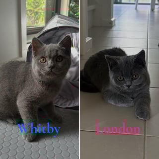 For Adoption British Shorthair Kittens