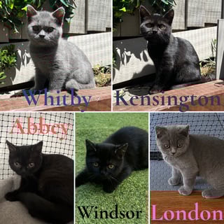 For Adoption British Shorthair Kittens For Adoption British Shorthair Kittens