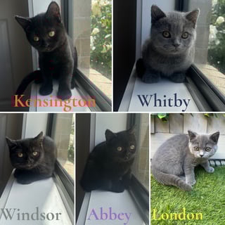 For Adoption British Shorthair Kittens