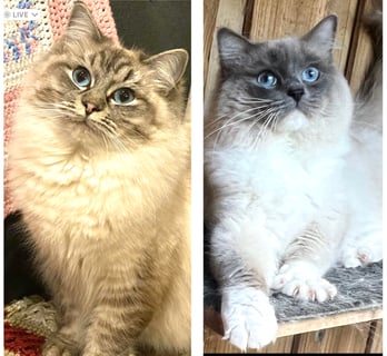 Available Soon Ragdoll kittens due mid February 2026!