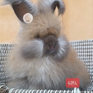 Sooty fawn Available Now Purebred English Angora baby rabbits bunnies