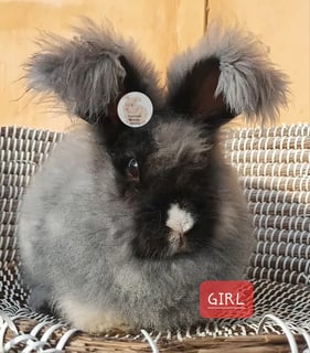 Available Now Purebred English Angora baby rabbits bunnies 