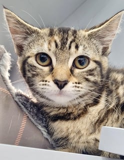 For Adoption Agnes Addams - Sweetness in Tabby