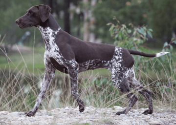 Available Now German Shorthaired Pointer Pups