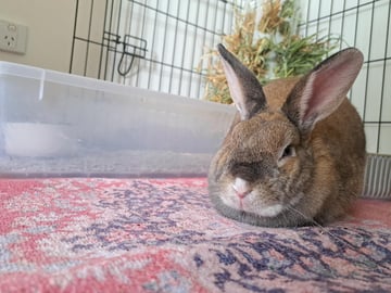 For Adoption Sweet Clover