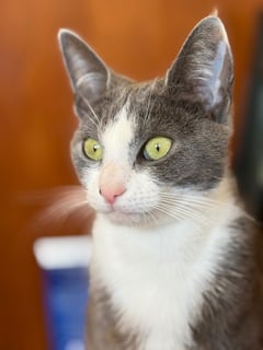 For Adoption Mini Grey - The Complete Package For Adoption Mini Grey - The Complete Package