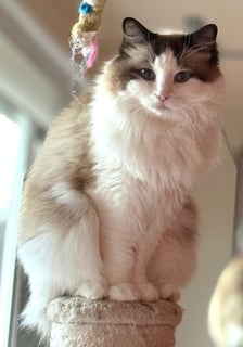 For Adoption Yumi Ragdoll - Pampered Princess