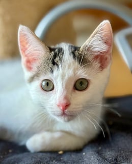 For Adoption Pawmi - Too Cute For Words For Adoption Pawmi - Too Cute For Words