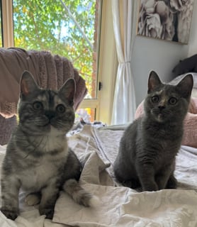 Available Now British Shorthair kittens x 2