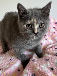 Available Now British Shorthair kittens x 2