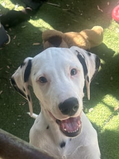 Available Now Black spotted male Dalmatian Pup