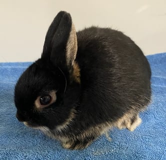 Black Otter 3 months Available Now Netherland dwarf
