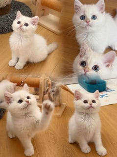 Available Now British Shorthair Kittens Available – Ready Late January