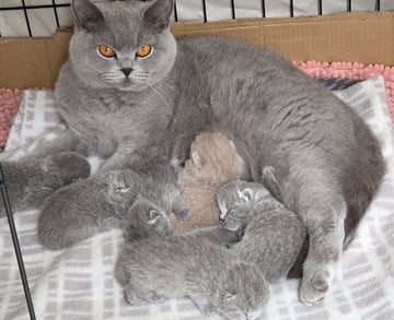 Available Soon British Shorthair Kittens
