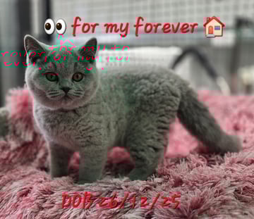Available Soon British Shorthair Female Kitten