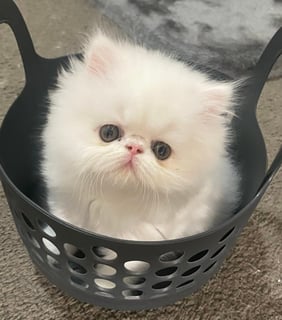 Available Soon Persian Kittens