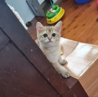 Available Now Golden British Shorthair Boys 