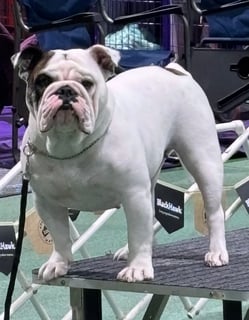 Available Now British Bulldog Adult