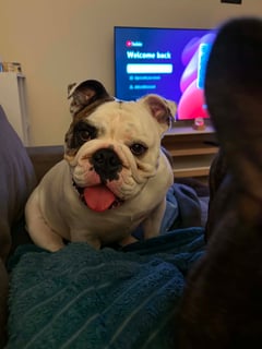 Available Now British Bulldog Adult