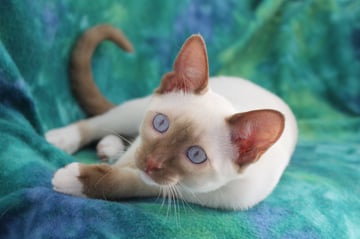 Available Now Delightful Snowshoe kitten available now.