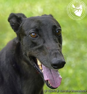 For Adoption Billy (Canya Revamp)