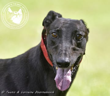 For Adoption Billy For Adoption Billy