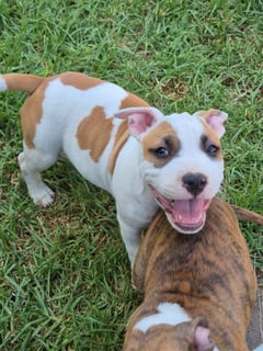 Available Now American Staffordshire Terrier Puppies Available Now American Staffordshire Terrier Puppies