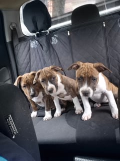 Available Now American Staffordshire Terrier Puppies